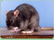 rat control Gillingham Dorset