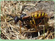wasp control Gillingham Dorset